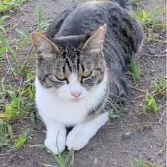 暑い中お外に居る成猫ちゃんです。とても人慣れしてて飼いやすい猫ち...