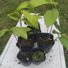 【苗木各種 A】② ポポー 他