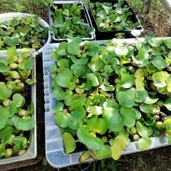 ホテイアオイ 3株 100円