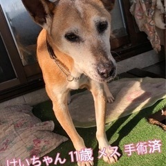 希少な新田犬（にったいぬ）
