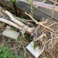 木🌲(1メートル程度)