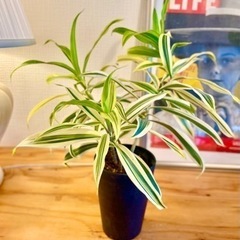 処分SALE★40cm！鮮やかなソングオブインディア！株立3本観葉植物