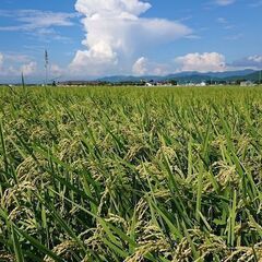令和５年産「みずかがみ」残りわずかです