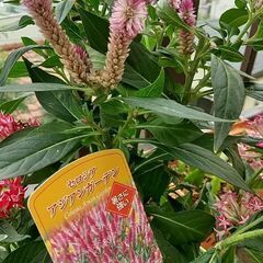 セロシア アジアンガーデン(暑さに強い) 無料の画像