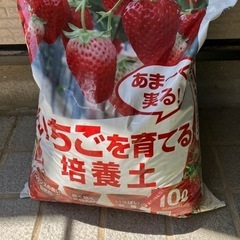 イチゴを育てる培養土