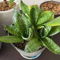 観葉植物５点セット　差し上げます！0円　8/27までにお取引出来る方のみお願いします。の画像