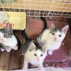 野良猫一家を保護しました