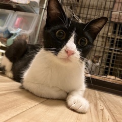[お話中です]穏やかで甘えたっ子のキョウカちゃん、黒白♀🛩️
