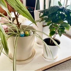 【お取引先決定】観葉植物 バンブー/オリヅルラン/コーヒーの木/ドラセナの画像