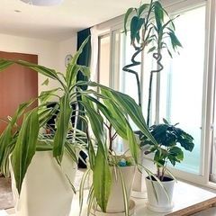 【お取引先決定】観葉植物 バンブー/オリヅルラン/コーヒーの木/...