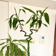【お取引先決定】観葉植物 バンブー/オリヅルラン/コーヒーの木/ドラセナの画像