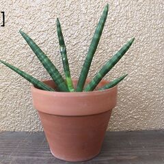 ★受け渡し予定者あり★　【多肉植物】　サンセベリア　[a.]の画像