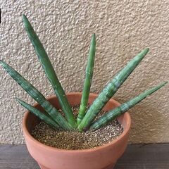 ★受け渡し予定者あり★　【多肉植物】　サンセベリア　[a.]の画像