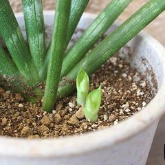 ★受け渡し予定者あり★　【多肉植物】　サンセベリア　[b.]の画像