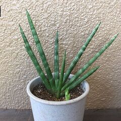 ★受け渡し予定者あり★　【多肉植物】　サンセベリア　[b.]の画像