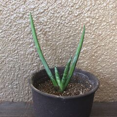 ★受け渡し予定者あり★　【多肉植物】　サンセベリア　[c.]の画像