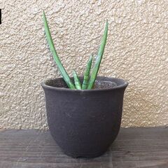 ★受け渡し予定者あり★　【多肉植物】　サンセベリア　[c.]
