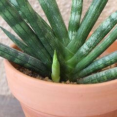 ★受け渡し予定者あり★　【多肉植物】　サンセベリア　[d.]の画像