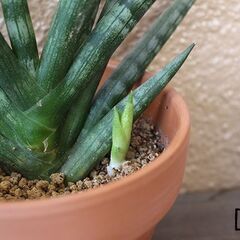 ★受け渡し予定者あり★　【多肉植物】　サンセベリア　[d.]の画像
