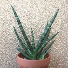 ★受け渡し予定者あり★　【多肉植物】　サンセベリア　[d.]の画像