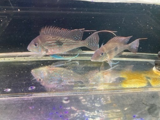 ゲオファーガス　スベニ　2匹