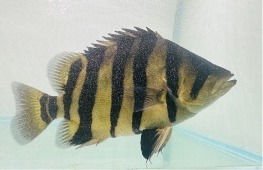 【発色良好】人工餌爆食☆ダトニオプラスワン☆腹巻黒墨バンド☆29.5㎝±【スマトラ産】