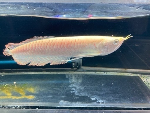 アルビノシルバーアロワナ