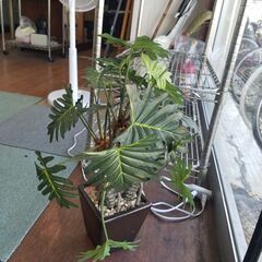 リサイクルショップどりーむ天保山店 No9433 造花！ セロー...