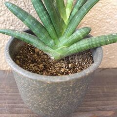 ★受け渡し予定者あり★　【多肉植物】　サンセベリア　[e.]の画像