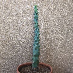 ★無料で差し上げます◎★　【多肉植物】　竜神木　[A.]　全長40cm強ほどの画像