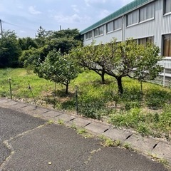お庭の草刈り、低木の伐採等