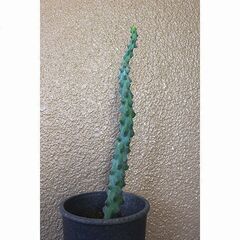 ★100円均一★　【多肉植物】　竜神木　[B.]の画像
