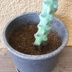 ★100円均一★　【多肉植物】　竜神木　[B.]の画像
