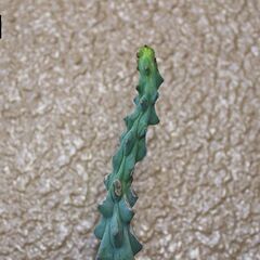 ★100円均一★　【多肉植物】　竜神木　[B.]の画像