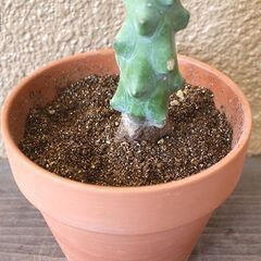 ★無料で差し上げます◎★　【多肉植物】　竜神木　[C.]　全長49cmほどの画像