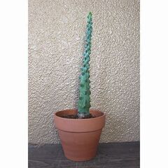 ★無料で差し上げます◎★　【多肉植物】　竜神木　[C.]　全長4...