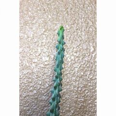 ★無料で差し上げます◎★　【多肉植物】　竜神木　[C.]　全長49cmほどの画像