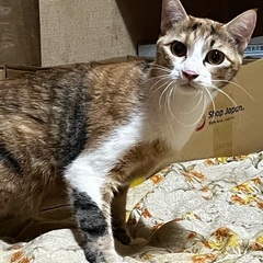 一生可愛がって頂ける飼い主様を募集しています。 - 猫