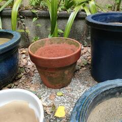 ノーマルな植木鉢⑧ ガーデニングに🌸