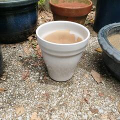 陶器製 植木鉢⑨ 白色 ガーデニングに🌸