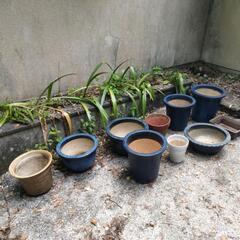 大型陶器製植木鉢⑦ ベージュ系 ガーデニングに🌸の画像