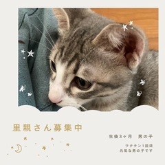 生後4ヶ月　子猫の里親さん募集◉9/30譲渡会参加予定◉