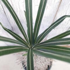 パキポ ゲアイー　観葉植物       の画像