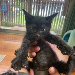 4匹の子猫🐈‍⬛ちゃんです❤️里親さん募集中でしたが皆様のお陰で...