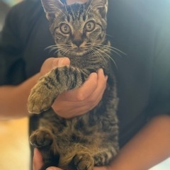 キジネコちゃんの飼い主探しています - 猫