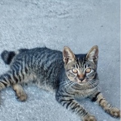 キジネコちゃんの飼い主探しています - 里親募集