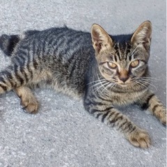 キジネコちゃんの飼い主探していますの画像