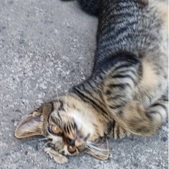 キジネコちゃんの飼い主探しています - 志布志市