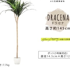 フェイクグリーン・人工観葉植物・ドラセナの画像
