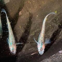 宮桜　極上ペア(若魚)